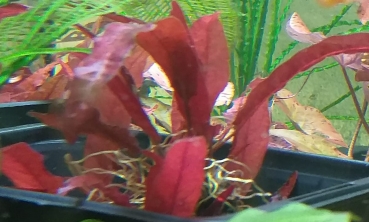 Rote langblättrige Barclaya, Barclaya longfolia rot